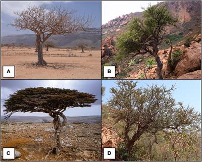 Climate change effects on the potential distribution of the endemic Commiphora species (Burseraceae) on the island of Socotra